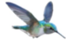 AdobeStock_223915189_edited_edited.png